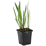 Bloomique - Iris Kaempferi - Japanische Sumpf-Schwertlilie - Teichpflanzen Winterhart - Wasserpflanzen - Zone 1-2 - Höhe 15-25 cm - Topf 9 cm