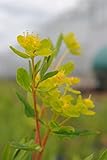 Euphorbia palustris ca. 9x9 cm Topf - Sumpf-Wolfsmilch, gelbgrüne Blüten, Blütezeit Mai-Juni, ideal für feuchte Standorte, pflegeleicht, bienenfreundlich