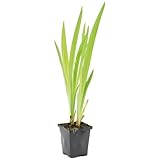 Bloomique - Iris Versicolor - Amerikanische Sumpf-Schwertlilie - Teichpflanzen Winterhart - Wasserpflanzen - Zone 1-2 - Höhe 15-25 cm - Topf 9 cm