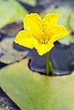 Nymphoides peltata 9x9 cm Topf – Winterhart, Mehrjährig, Pflegeleicht – Seekanne – Schwimmpflanze für Gartenteich & Wasserfläche