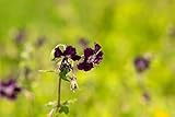 Geranium phaeum 9x9 cm Topf – Winterhart, Mehrjährig, Pflegeleicht – Brauner Storchschnabel – Staude für Schattenbeet & Unterpflanzung