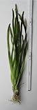 florari 5x Vallisneria spiralis/Wasserschraube im Bund
