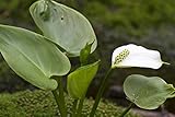 Sumpf Calla Drachenwurz 30 Samen