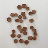 30 Samenkörner von der Sumpf-Schwertlilie aus Hobbyzucht von kräftigen Pflanzen