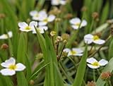 WASSERPFLANZEN WOLFF - Baldellia ranunculoides - Igelschlauch, hellrosa - heimisch - winterhart - QUALITÄTSSTAUDE durchwurzelt im 11cm Pflanzkorb