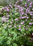 Thalictrum delavayi 'Hewitt's Double' ca. 9x9 cm Topf - Wiesenraute, gefüllte violette Blüten, Blütezeit Juli-September, ideal für halbschattige Beete, pflegeleicht