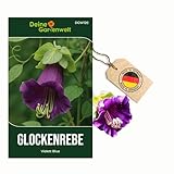 Glockenreben Violett Blue Samen - Cobaea scandens - Glockenrebensamen - Blumensamen - Saatgut für 8 Pflanzen