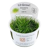 Tropica 1-2-GROW! Bonsai-Nadelsimse/Eleocharis sp. 'Mini'