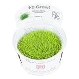 Utricularia graminifolia 1-2-GROW! (in vitro)