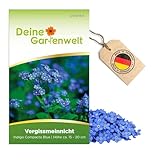 Vergissmeinnicht Indigo Compacta Blue Samen - Myosotis sylvatica - Vergissmeinnichtsamen - Blumensamen - Saatgut für 50 Pflanzen