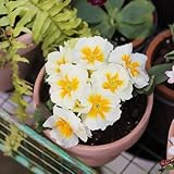 primelnsamen kaufen, wild, für draußen garten, für balkon, winterhart, 420pcs