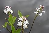 WASSERPFLANZEN WOLFF - Menyanthes trifoliata - Bitterklee - Fieberklee, weiß - heimisch - winterhart - QUALITÄTSSTAUDE durchwurzelt im 9x9 cm Topf - Blume des Jahres 2020 !