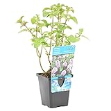 Bloomique - Mentha Aquatica - Wasserminze - Teichpflanzen Winterhart - Wasserpflanzen - Zone 2 - Höhe 10-20 cm - Topf 9 cm