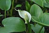 Calla palustris ca. 9x9 cm Topf - Sumpf-Calla, weiße Blüten, Blütezeit Mai-Juli, ideal für Teichränder, feuchtigkeitsliebend, winterhart
