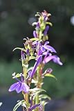 2er-Set - winterhart! - Lobelia sessilifolia - blaue Lobelie - Wasserpflanzen Wolff