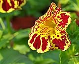 Gauklerblume, 'Tigermischung' (Mimulus trigrinus) mischfarben