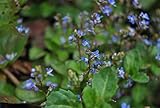 Veronica beccabunga 9x9 cm Topf – Winterhart, Mehrjährig, Pflegeleicht – Bachbunge – Teichpflanze für Uferzone & Bachlauf