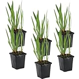 Bloomique - 6er Set - Iris Kaempferi - Japanische Sumpf-Schwertlilie - Teichpflanzen Winterhart - Wasserpflanzen - Zone 1-2 - Höhe 15-25 cm - Topf 9 cm