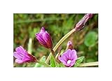 Seeds & Plants Shop by Ipsa Stk - 10x Epilobium denticulatum Anden Weidenröschen Garten Pflanzen Samen ID1277 Samenbank Pfullingen Patrik