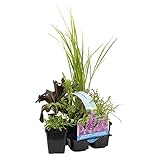 Bloomique - 6er Set - Duftende Teichpflanzen - Wasserpflanzen Miniteich - Zone 1 & 2 - Winterhart - Höhe 15-25 cm - Topf 9 cm