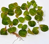 WASSERPFLANZEN WOLFF - eine Portion Schwimmende Wolfsmilch/Phyllanthus fluitans, Klärpflanze Sauerstoffpflanze für Kaltwasser und Warmwasser Aquarium