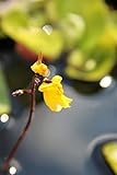 Wasserpflanzen Wolff - Utricularia vulgaris - Wasserschlauch, gelb - Rarität!