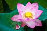10 Samen Lotosblume – Nelumbo nucifera | Indische Wasserpflanze für Teich, Garten & Kübel | Blüht exotisch & elegant