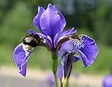 2er-Set - Iris laevigata - asiatische Sumpfschwertlilie - Sumpfiris, blau - Wasserpflanzen Wolff