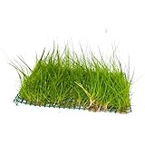 WASSERPFLANZEN WOLFF - ein schöne dichte Matte ca. 130 x 100 mm schöne Nadelsimse/Eleocharis acicularis, Dichte, grasähnliche Vordergrundpflanze, Teppich für kleine Aquarien, Nano-Cube