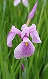 WASSERPFLANZEN WOLFF - Iris laevigata 'Rose Queen' - Asiatische Sumpfiris, rosa - QUALITÄTSSTAUDE durchwurzelt im 9x9cm Topf - winterhart