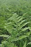 Thelypteris palustris 9x9 cm Topf – Winterhart, Mehrjährig, Pflegeleicht – Sumpffarn – Teichrandpflanze für Garten & Moorbeet