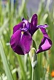 WASSERPFALNZEN WOLFF - Iris laevigata - Asiatische Sumpfschwertlilie - Sumpfiris, blau - 4er-Set QUALTÄTSSTAUDEN im Pflanzkorb - durchwurzelt