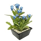 vdvelde.com - Sumpf-Vergissmeinnicht - Mysotis Palustris - 4 Stück - - Stark filtrierende Bodenkriechpflanze- Ausgewachsene Höhe: 60 cm- Platzierung: -1 bis -20 cm