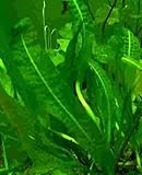 1 Aponogeton longiplumulosus, gewellte Wasserähre