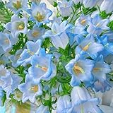 glockenblumen winterhart 550samen