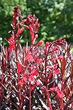 WASSERPFLANZEN-WOLFF 2er-Set - Lobelia fulgens Queen Victoria - Rote Wasserlobelie, QUALITÄTSSTAUDE im 9x9cm Topf durchwurzelt, Exotische Teichpflanze Scharlach-Lobelie