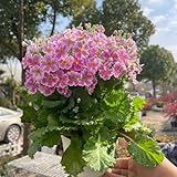 primelnsamen kaufen, wild, balkon, steingarten, garten mehrjährig winterhart, exotische 650pcs