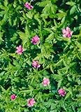Geranium palustre ca. 9x9 cm Topf - Sumpf-Storchschnabel, rosa Blüten, Blütezeit Juni-August, ideal für feuchte Standorte, pflegeleicht und bienenfreundlich