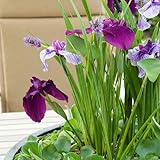 Bloomique - 3er Set - Iris Kaempferi - Japanische Sumpf-Schwertlilie - Teichpflanzen Winterhart - Wasserpflanzen - Zone 1-2 - Höhe 15-25 cm - Topf 9 cm