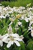 fertig im Pflanzkorb - Anemopsis californica - Molchschwanz - Yerba Mansa, weiß - Wasserpflanzen Wolff