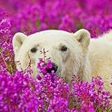 300 + Semi Piccoli di Epilobium Augustifolium - Weidenröschen