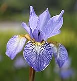 2er-Set - winterhart - Iris Sibirica-Hybr., blau - sibirische Wieseniris - Wasserpflanzen Wolff