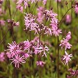 Blumixx Stauden Lychnis flos-cuculi – Kuckucks-Lichtnelke, rosa blühend, winterhart, mehrjährig, Bienenfreundlich, im 0,5 L Topf für Garten & Beet