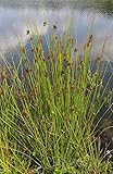 Flatter-Binse (Juncus effusus) 100+ Samen