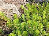 H2O-Pflanze Tausendblatt | Myriophyllum hippuroides| im 9er Teichtopf | Wasserpflanze | Teichpflanze | Mini Teich geeignet | Klärpflanze | Sauerstoffpflanze | winterhart