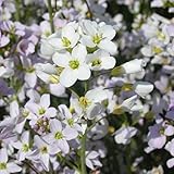 Blumixx Stauden Cardamine pratensis - Wiesen-Schaumkraut, im 0,5 Liter Topf, hell-violett blühend