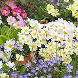 PlantiCo Primula Elatior Samen 0,2g Schlüsselblume Primel Mehrjährige Pflanze Ideal für Steingärten Beete und Balkonpflanzen Büht von März bis Mai