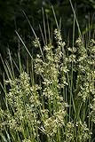 Juncus effusus ca. 9x9 cm Topf - Flatter-Binse, dekorative Halme, ideal für Teichränder und feuchte Standorte, pflegeleicht, winterhart
