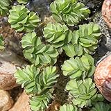 WASSERPFLANZEN WOLFF - Salvinia minima - Schwimmfarn - schwimmender Büschelfarn - Schutz für Fische