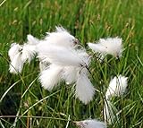 WASSERPFLANZEN WOLFF - 4er-Set im Gratis-Pflanzkorb - Eriophorum vaginatum - winterhart - scheidiges Wollgras, weiß